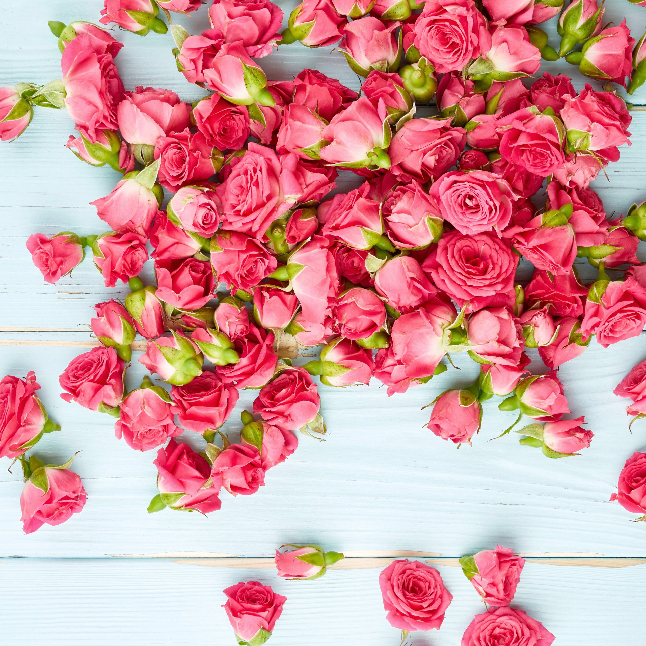 Pink Roses on Wooden Surface - Wallpapers for Samsung Galaxy Tab S9 FE+/Tab S11, Xiaomi Pad 5, Redmi Pad 2 Pro, POCO Pad in 2560x2560 resolution