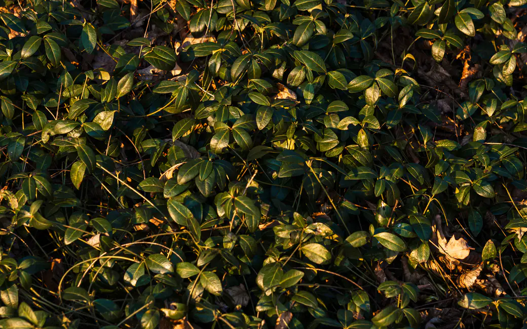 Green bushes with leaves at sunset — desktop and phone wallpaper, free download