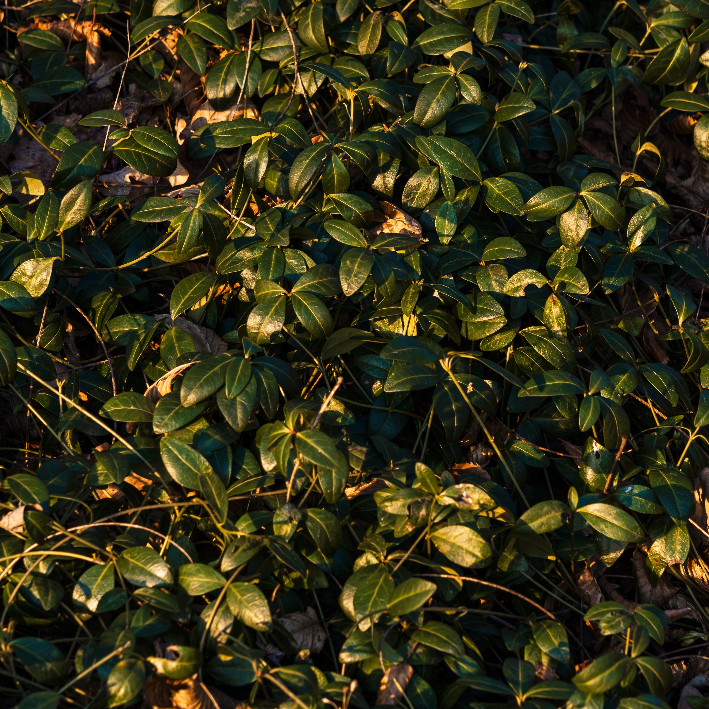 Green bushes with leaves at sunset - Wallpapers for iPad Pro 11″ 2024 in 2420x2420 resolution