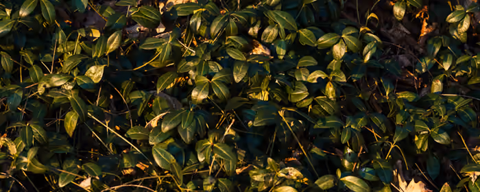 UltraWide 32:9 wallpapers (3840x1080): greenery, leaves, bush, sunset