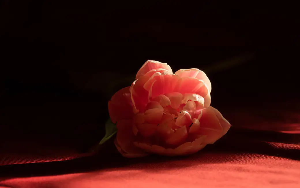 Red blooming tulip — desktop and phone wallpaper, free download