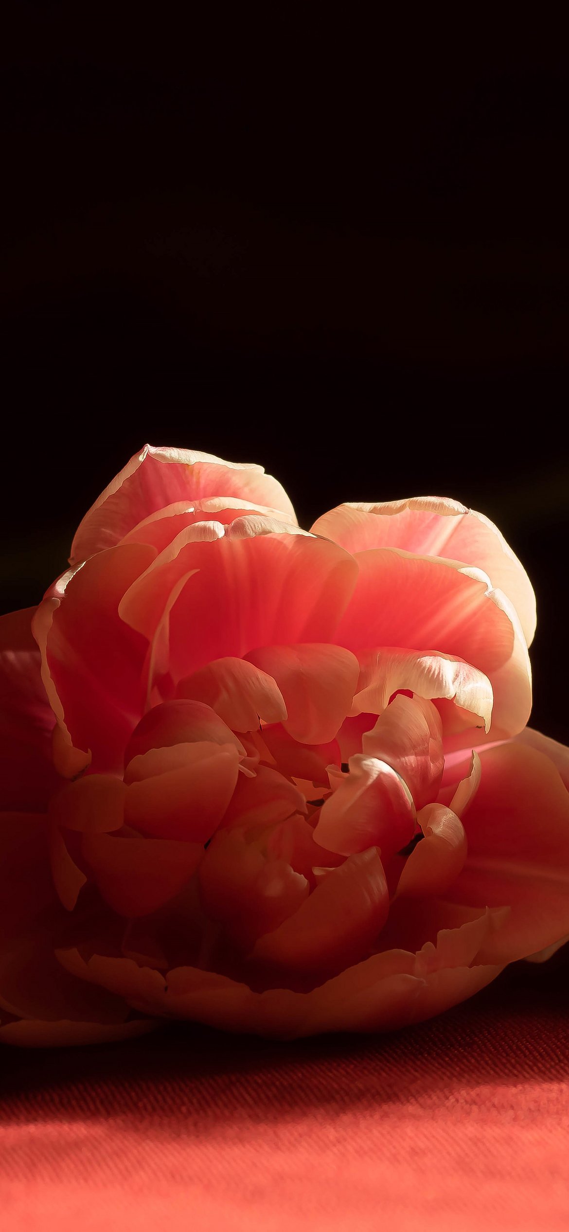Red blooming tulip - Wallpapers for iPhone 12 Pro/13 Pro/14 in 1170x2532 resolution