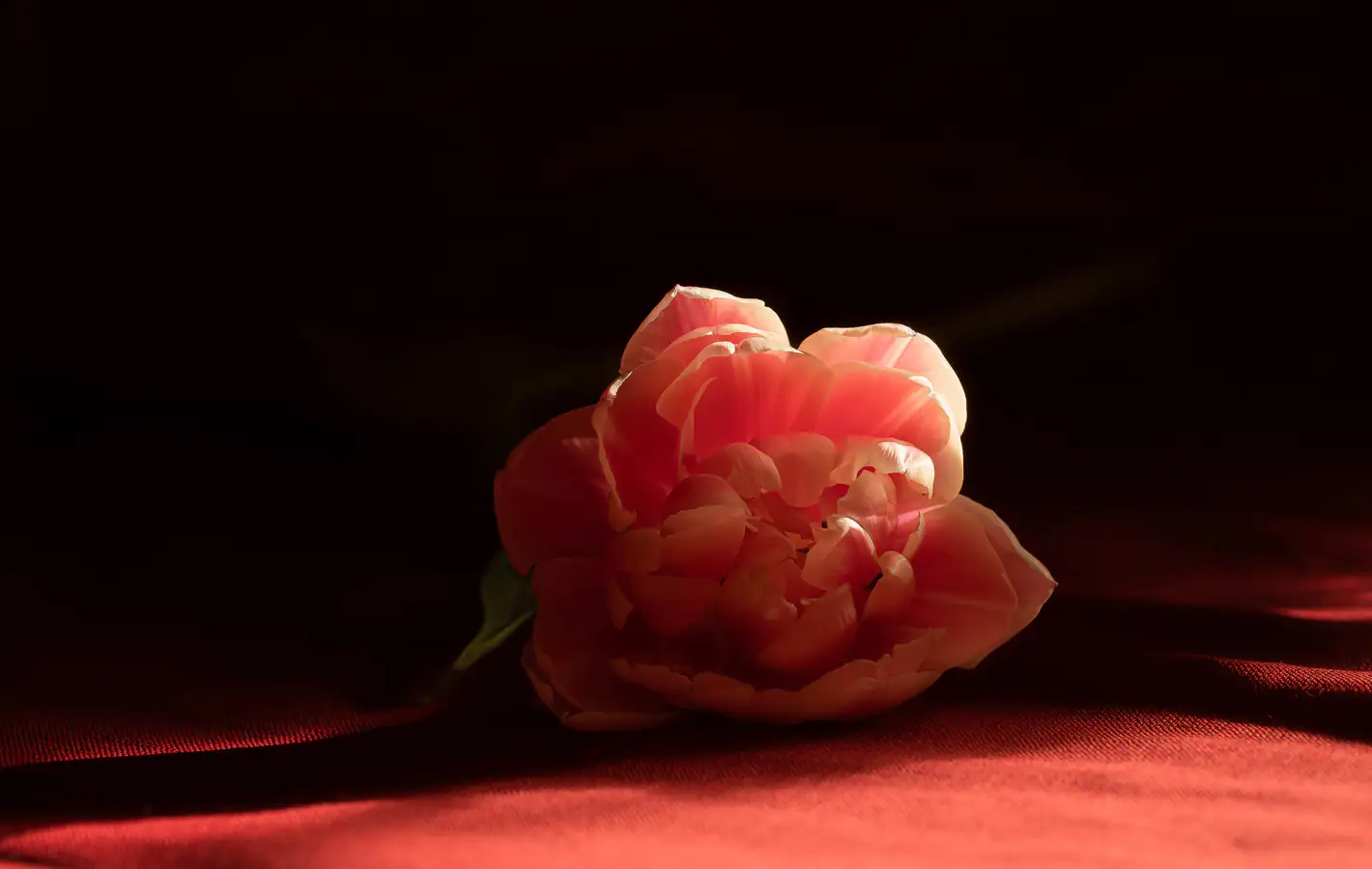 Red blooming tulip — desktop and phone wallpaper, free download