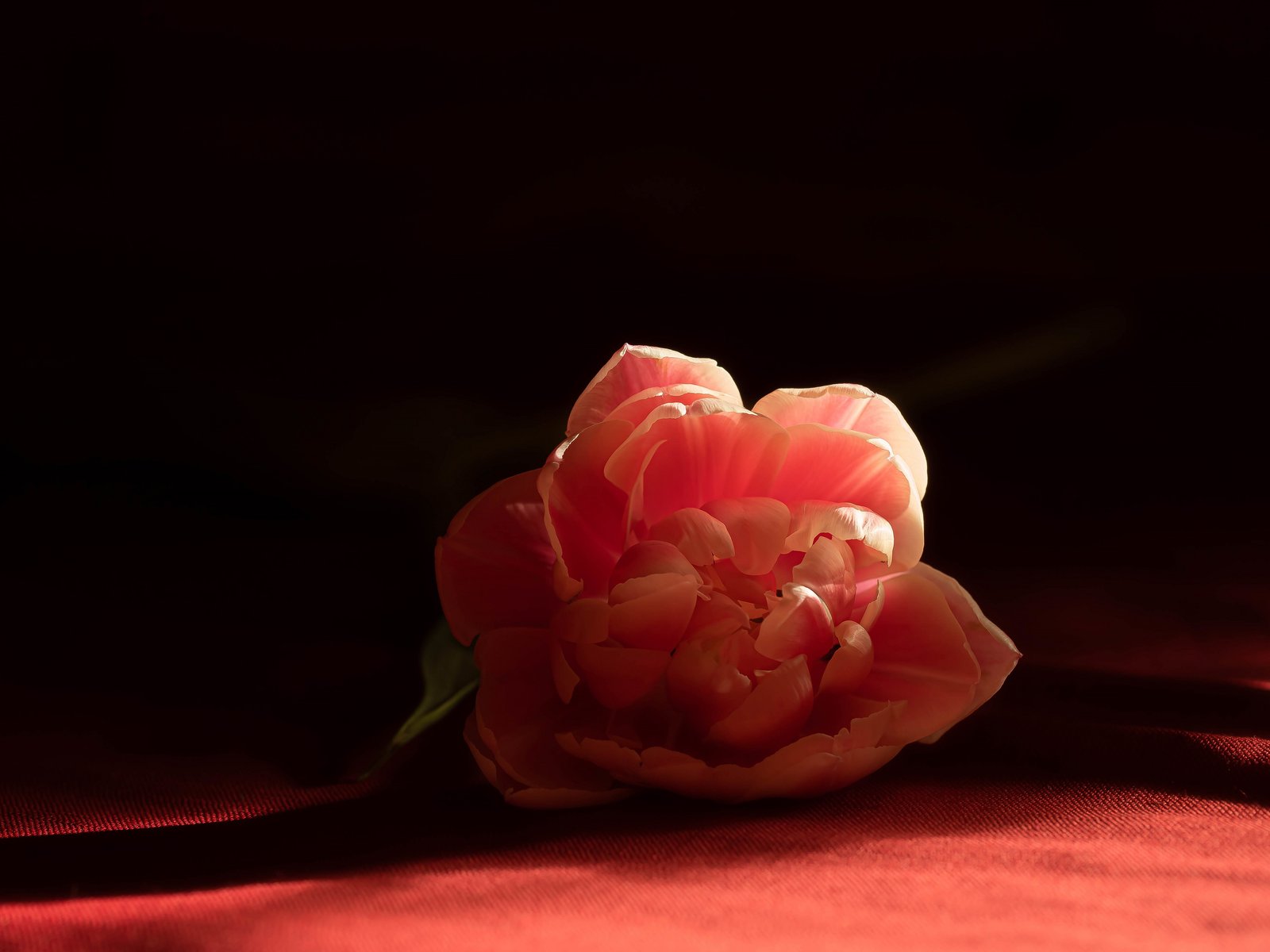 Red blooming tulip - UXGA wallpapers in 1600x1200 resolution