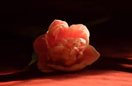 5K Tulips wallpapers (5120x2880): tulip, close-up, flowers, petals