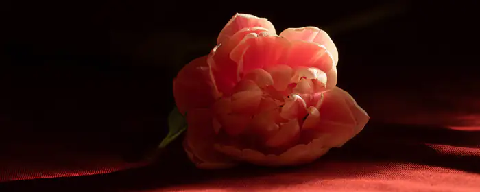 UltraWide 21:9 romance wallpapers (3440x1440): tulip, close-up, flowers, petals
