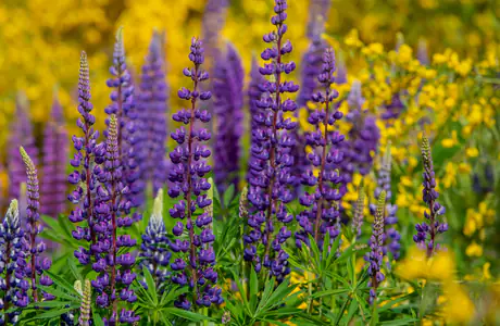 Nature wallpapers: lupines, flowers, field, summer