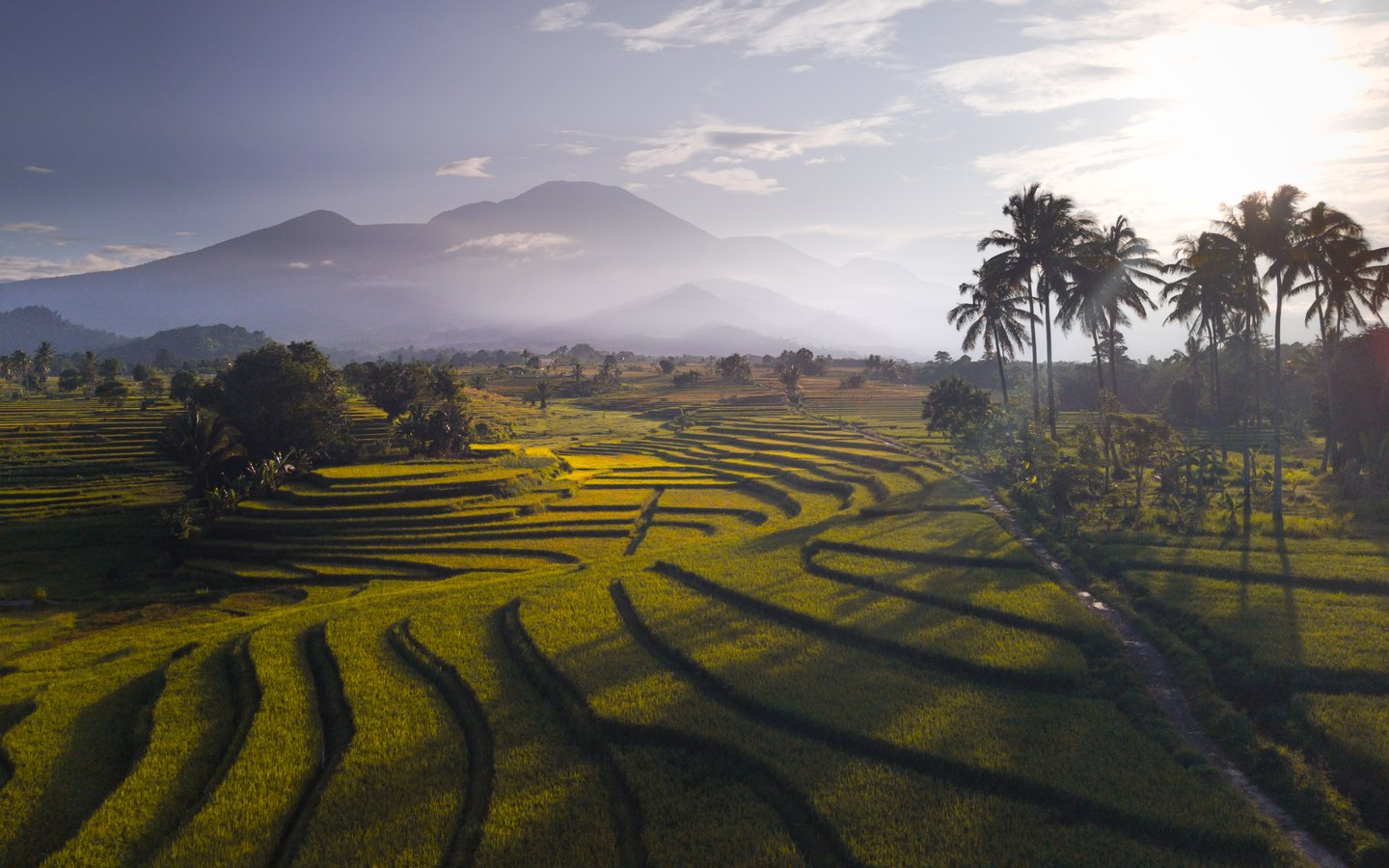 Tropical Indonesia Rice Fields - WSXGA wallpapers in 1440x900 resolution