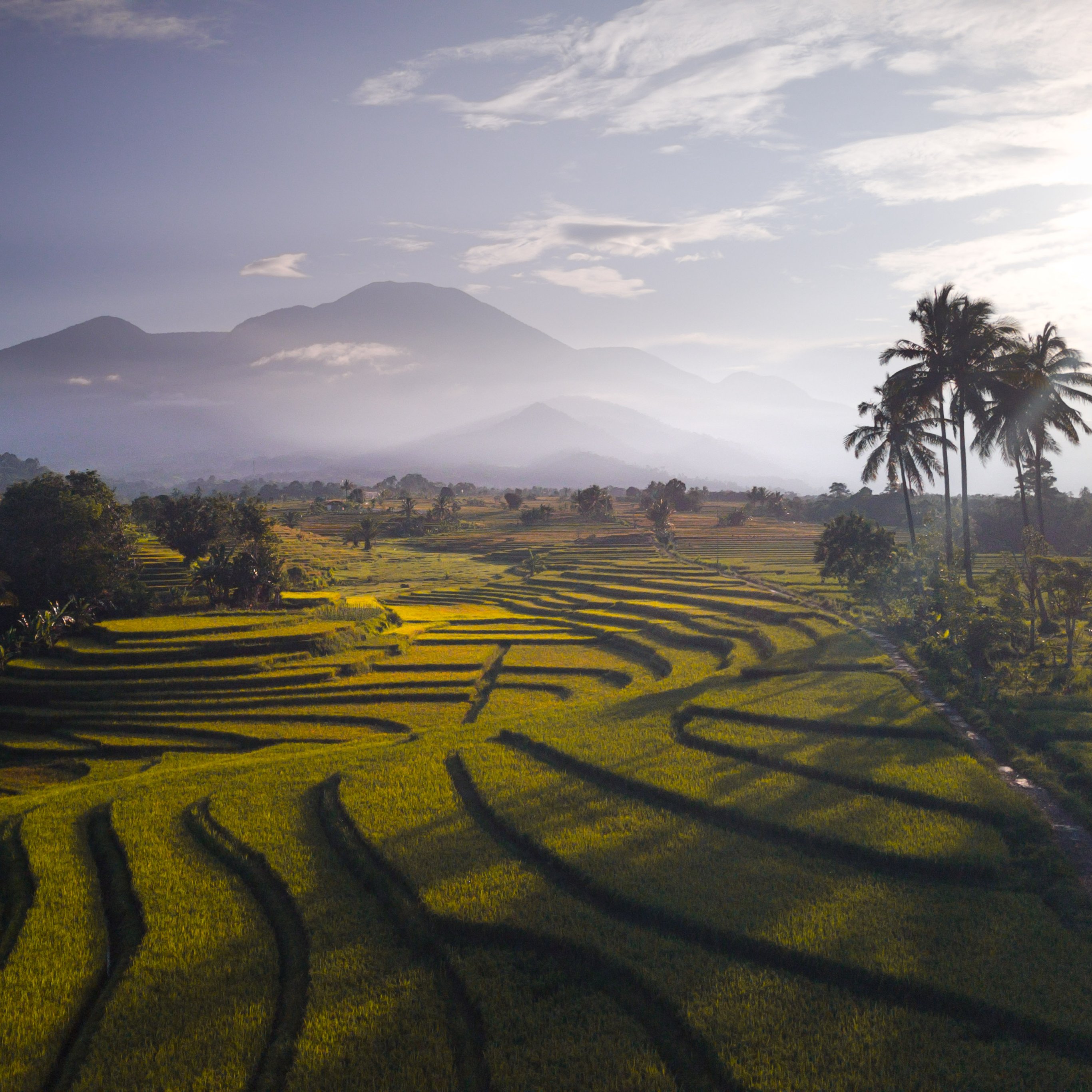 Tropical Indonesia Rice Fields - Wallpapers for iPad Pro 12.9″ in 2732x2732 resolution