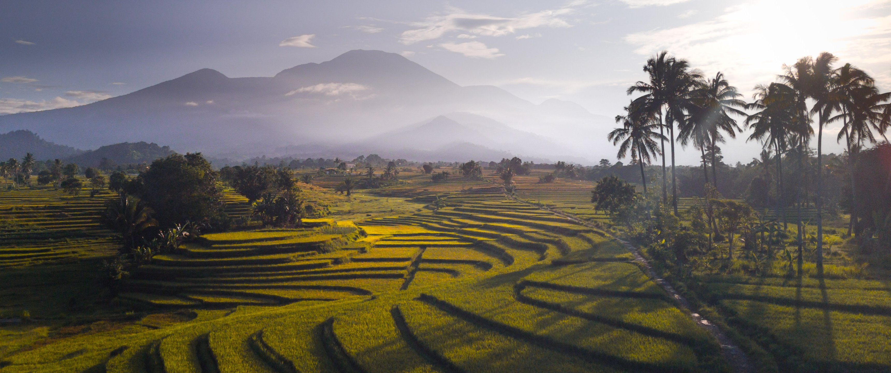 Tropical Indonesia Rice Fields - UltraWide 21:9 wallpapers in 3440x1440 resolution