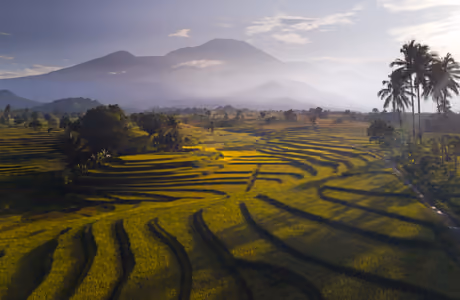 Farm Wallpapers for Apple iPad 1 (1024x1024): Indonesia, rice fields, mountains, tropics