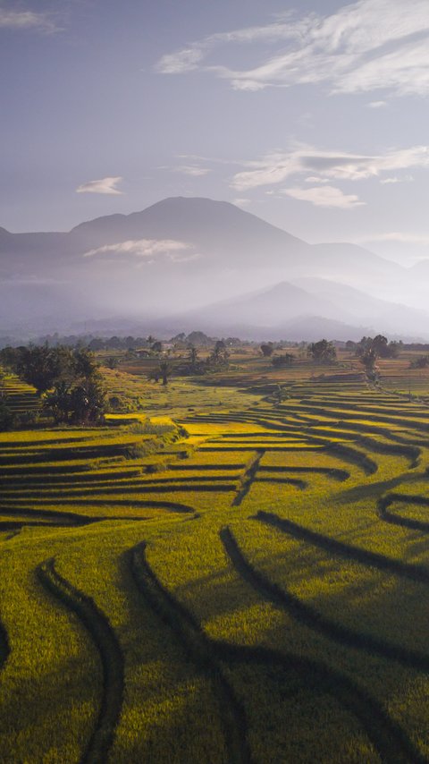 Tropical Indonesia Rice Fields - Wallpapers for LG/ASUS in 480x854 resolution