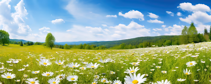 Nature wallpapers: daisies, field, summer, meadow