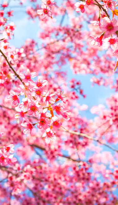 Nature wallpapers: cherry blossoms, spring, sky, blossom