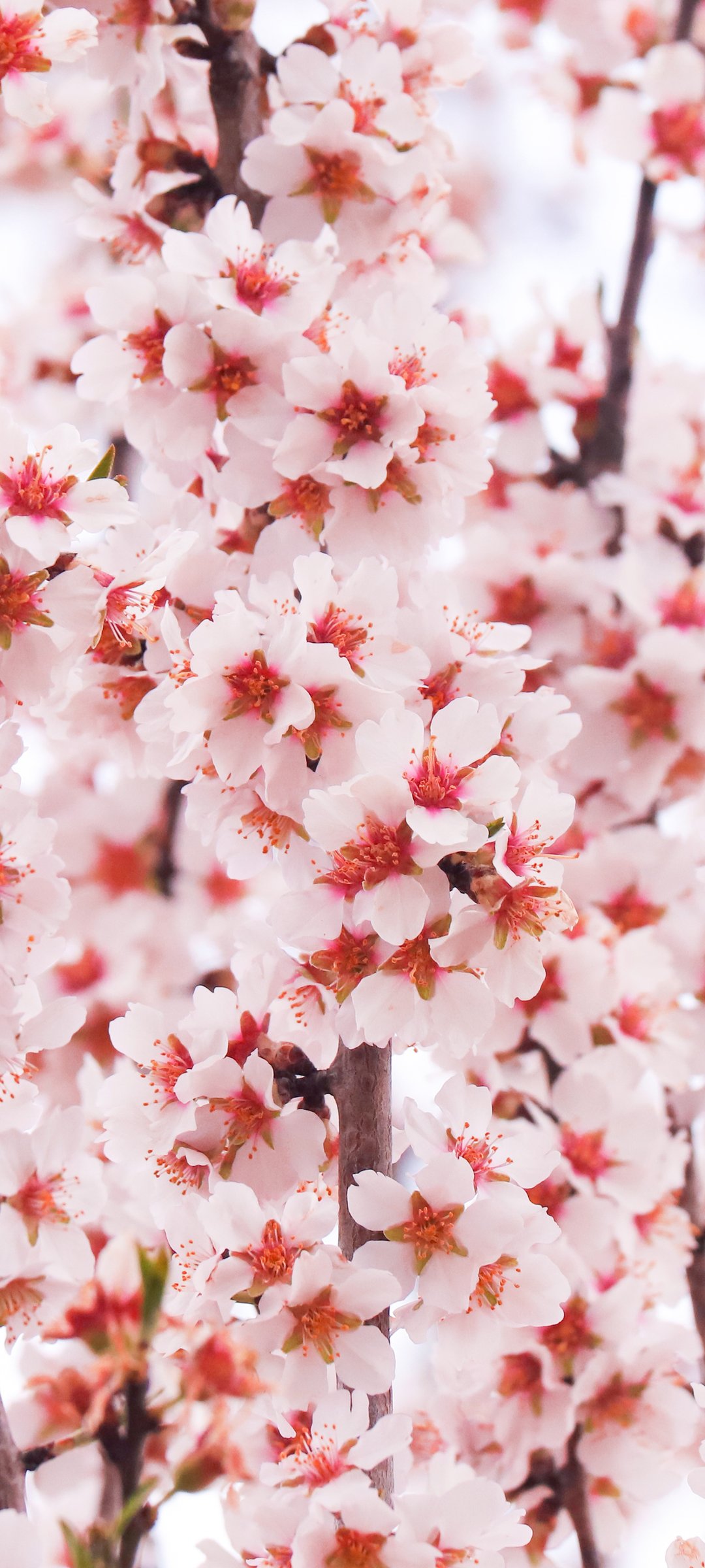 Sakura branches with red and white petals - Wallpapers for Samsung Galaxy M55, POCO M4/X4/X5, Xiaomi Redmi 12/13/Note 13/Note 14/Note 14S in 1080x2400 resolution
