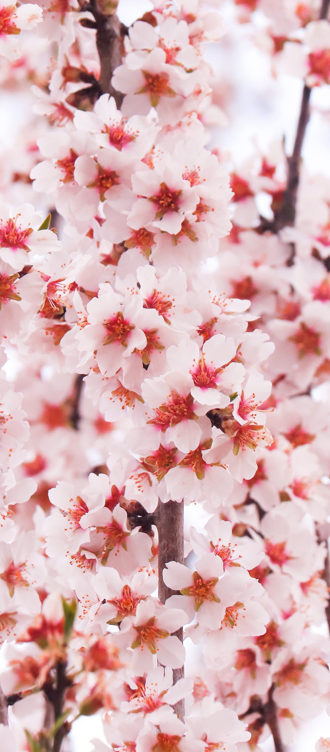 Sakura branches with red and white petals - Wallpapers for TECNO/Infinix in 1080x2460 resolution
