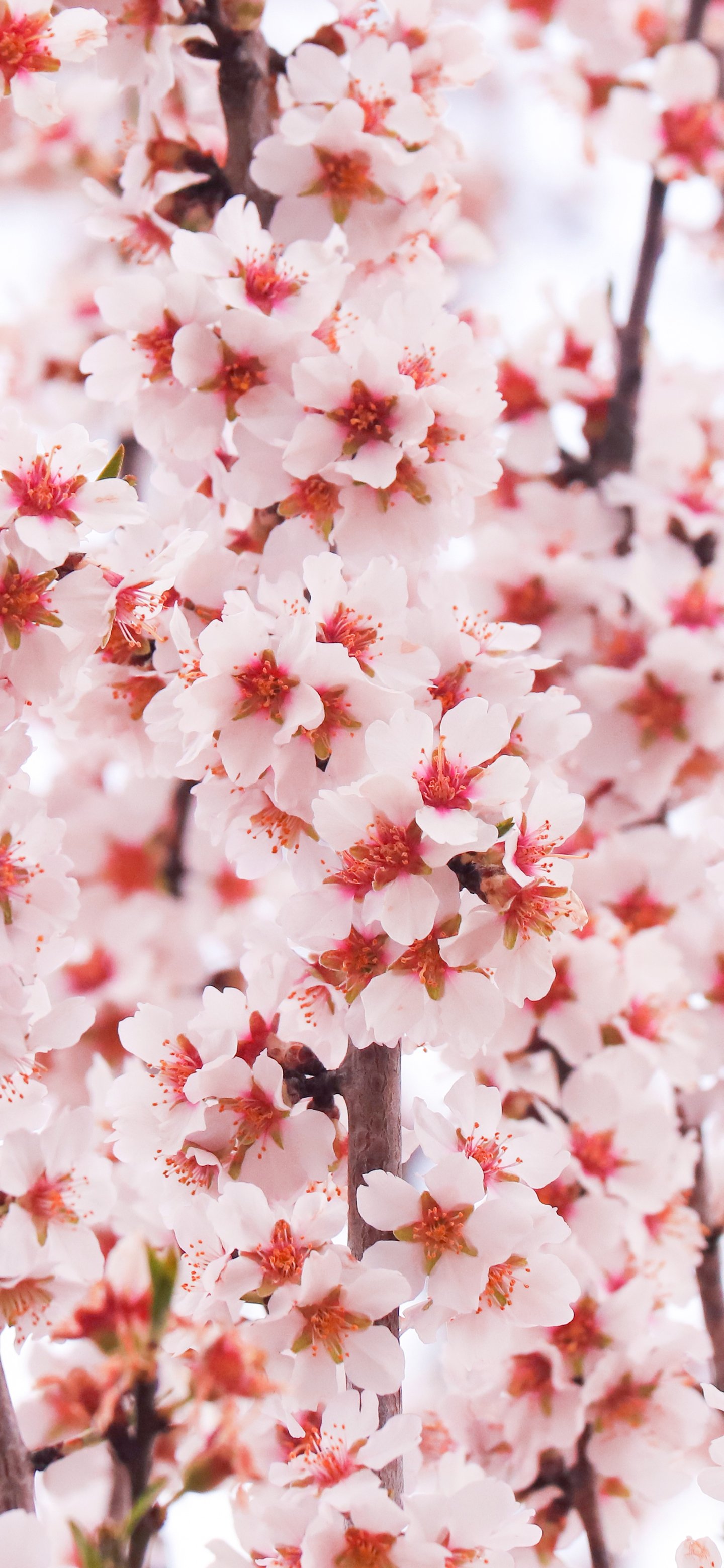 Sakura branches with red and white petals - Wallpapers for Samsung Galaxy S24/S24 Ultra/S25 Ultra/S25+/S26 Ultra in 1440x3120 resolution