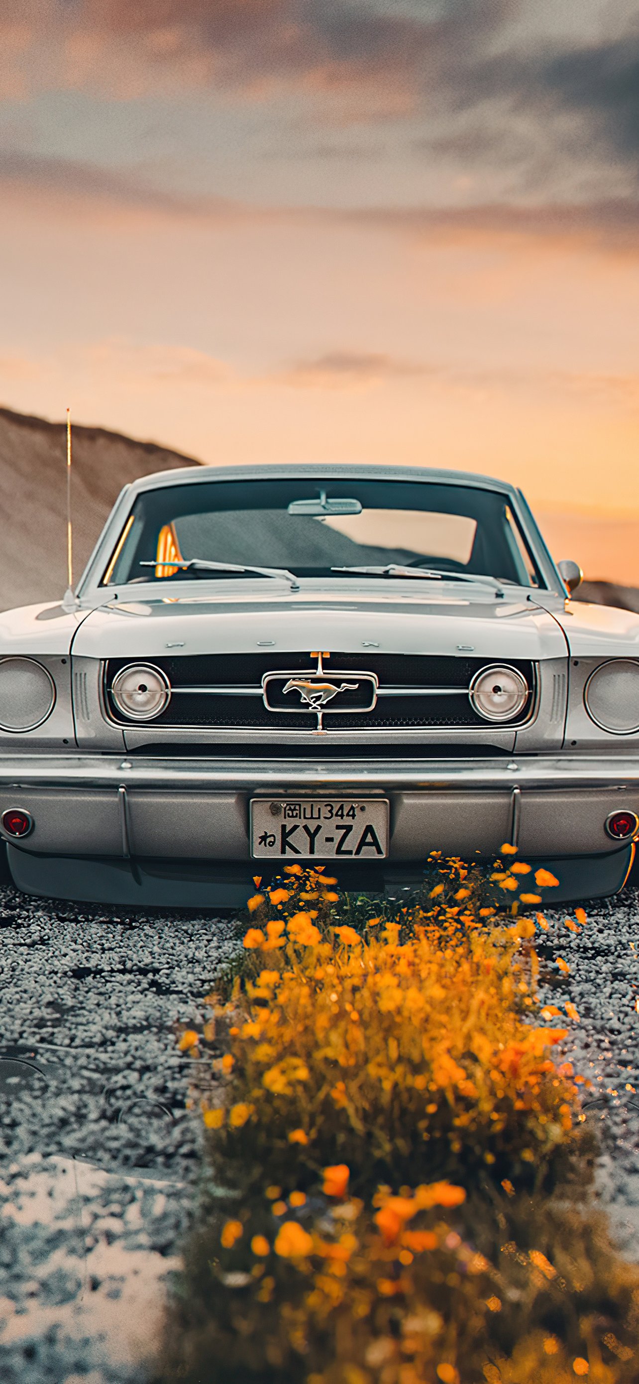 Ford Mustang Shelby at Sunset - Wallpapers for iPhone 13 Pro Max/12 Pro Max/14 Plus in 1284x2778 resolution
