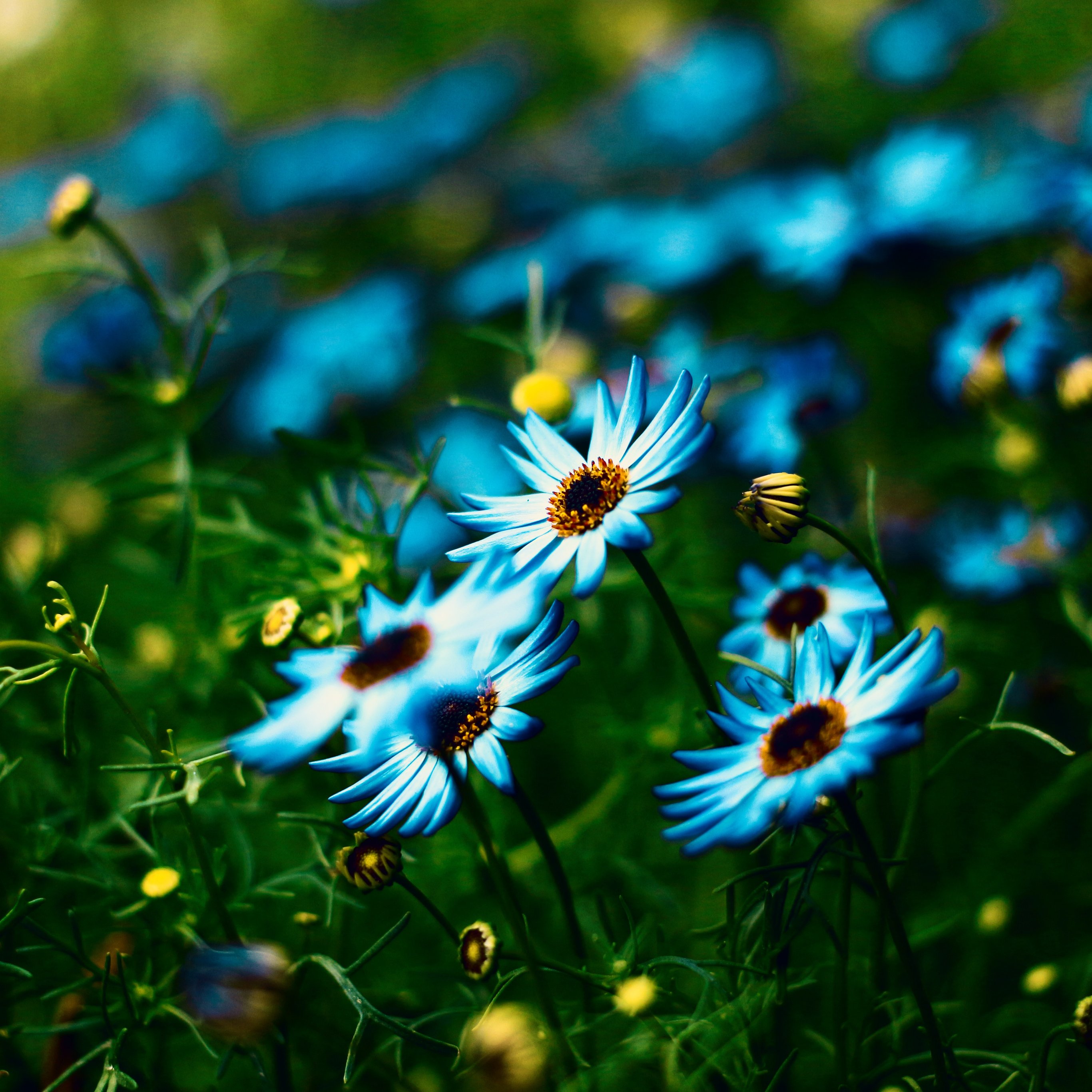 Alpine Aster in Summer Meadow - Wallpapers for iPad Pro 12.9″ in 2732x2732 resolution