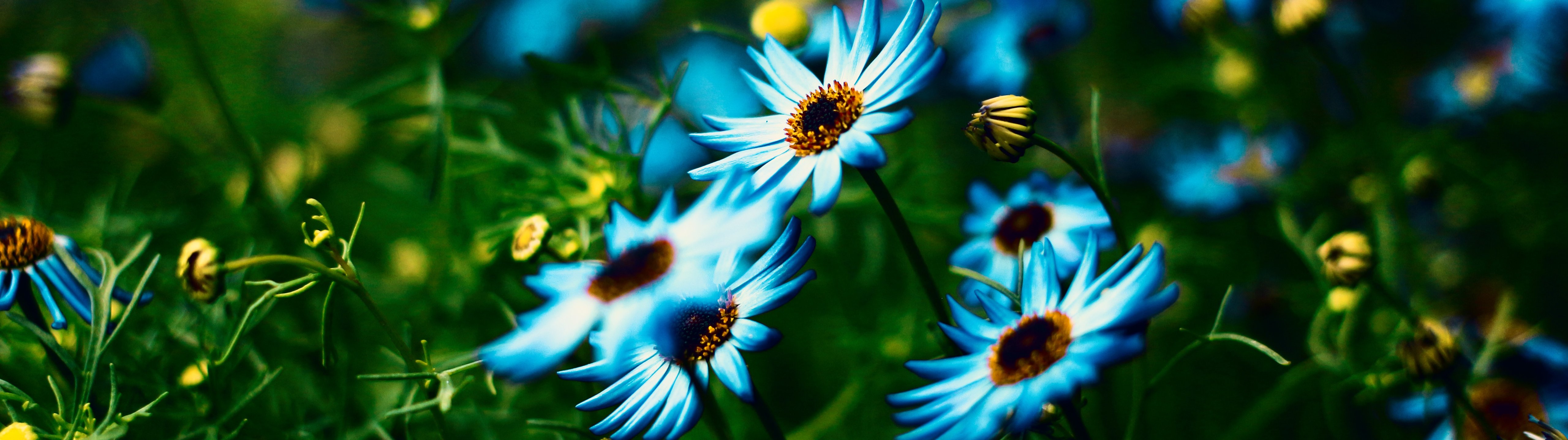 Alpine Aster in Summer Meadow - UltraWide 32:9 wallpapers in 5120x1440 resolution