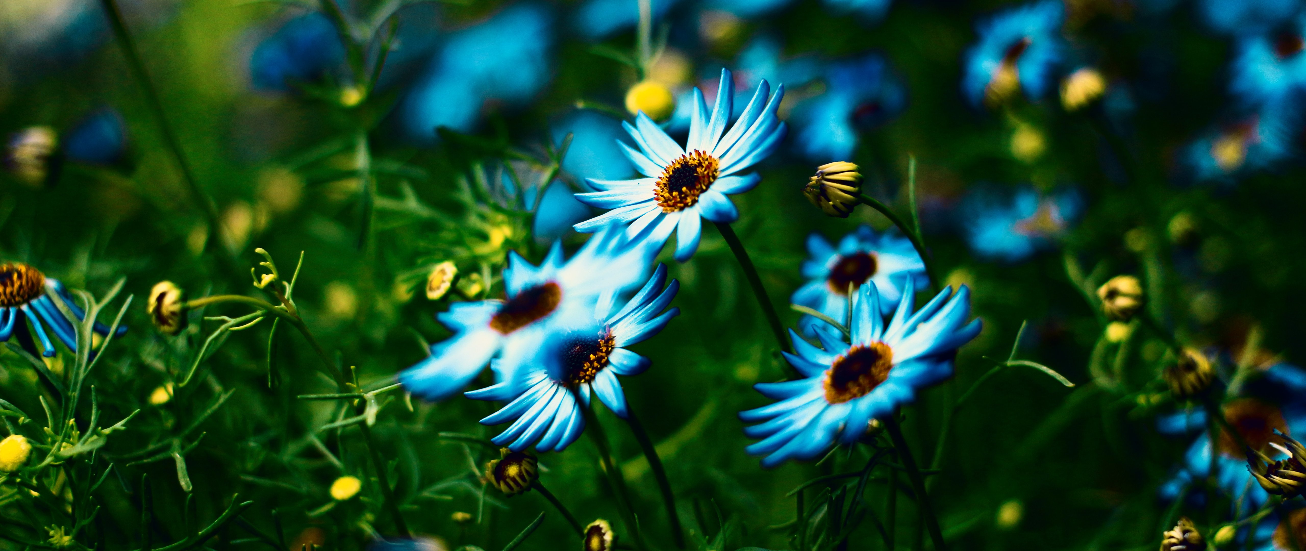 Alpine Aster in Summer Meadow - 5K2K UltraWide 21:9 wallpapers in 5120x2160 resolution