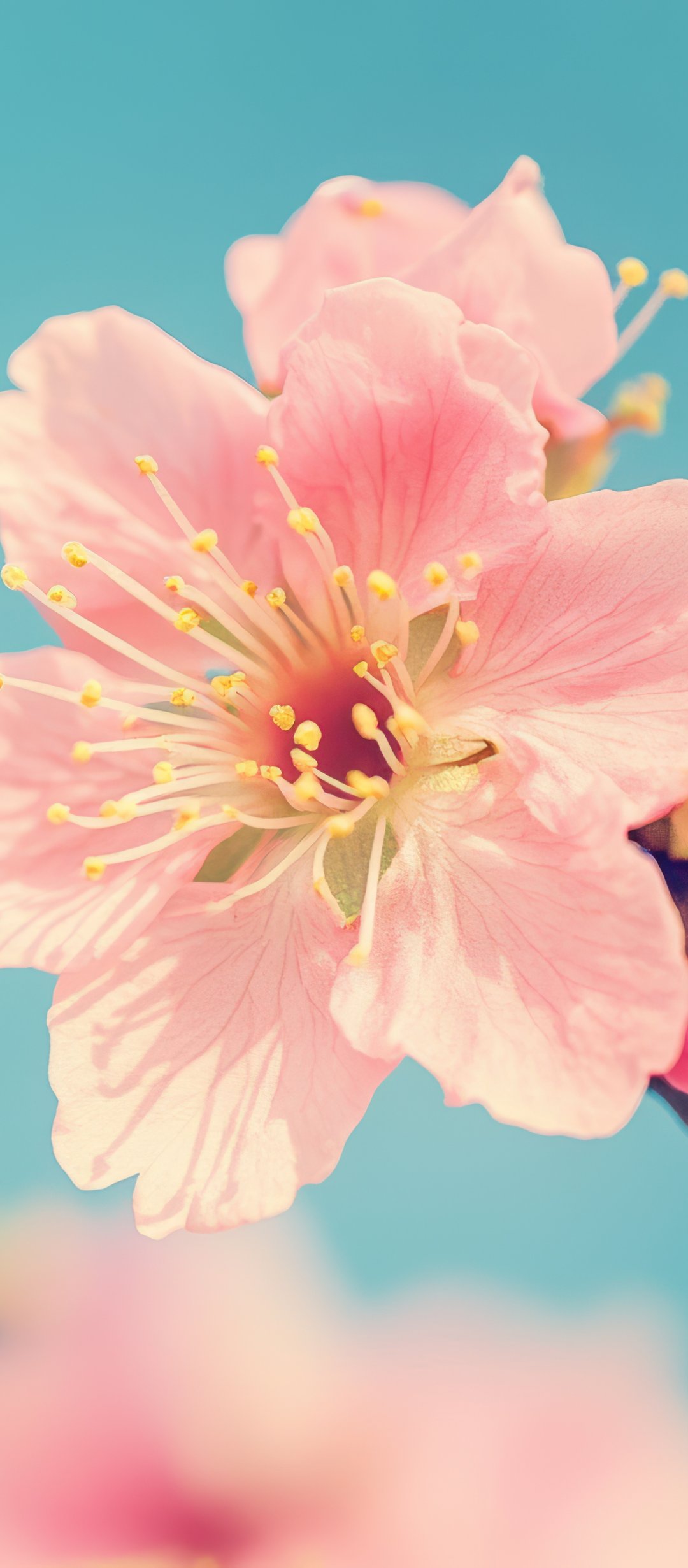 Pink sakura in the macro - Wallpapers for TECNO/Infinix in 1080x2460 resolution
