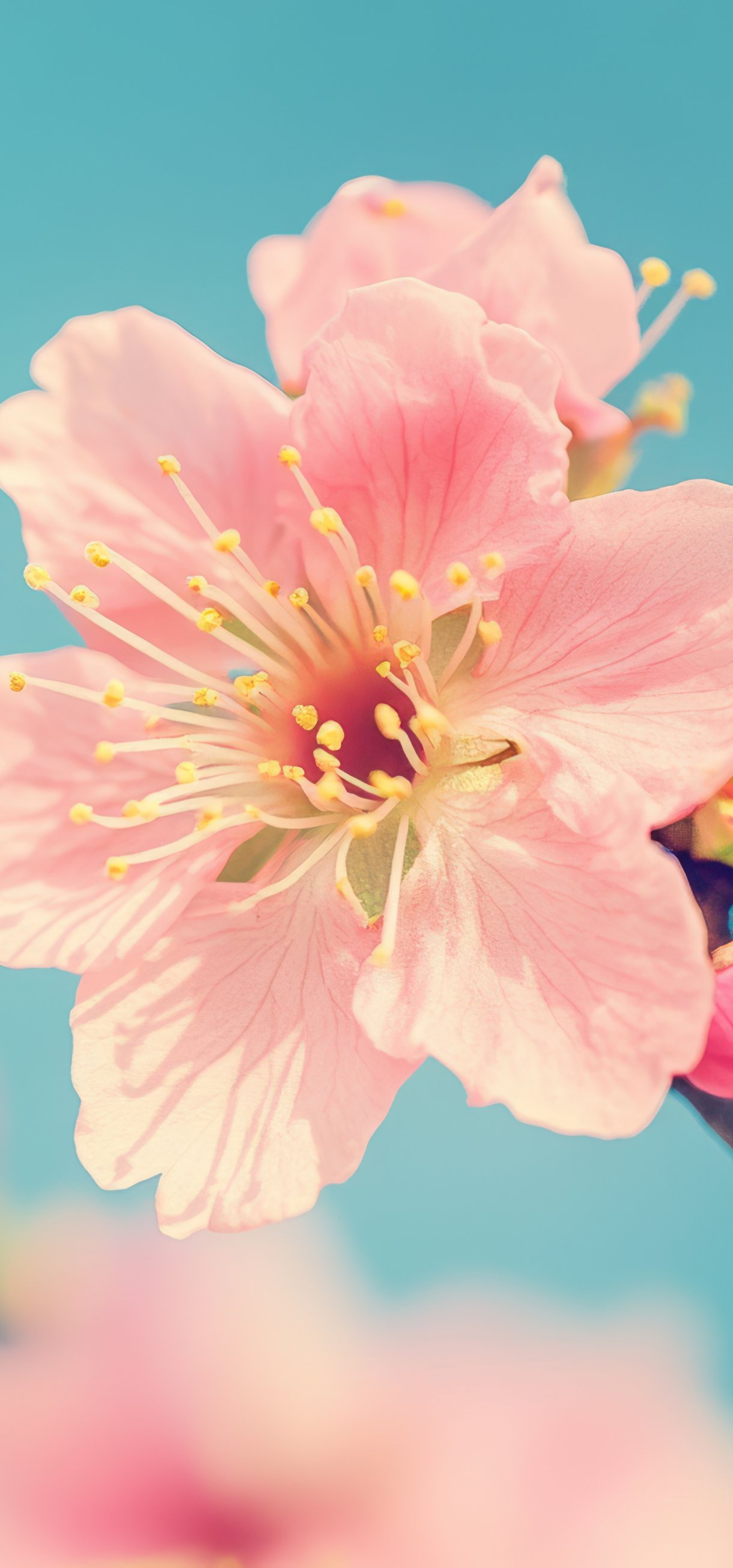 Pink sakura in the macro - Wallpapers for Xiaomi 17/17 Pro in 1220x2608 resolution