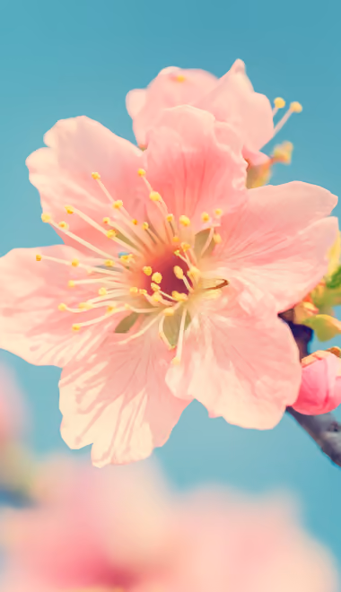 Nature wallpapers: sakura, cherry blossoms, spring, sky