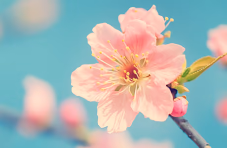 Nature wallpapers: sakura, cherry blossoms, spring, sky