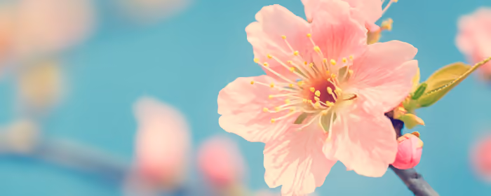 Nature wallpapers: sakura, cherry blossoms, spring, sky