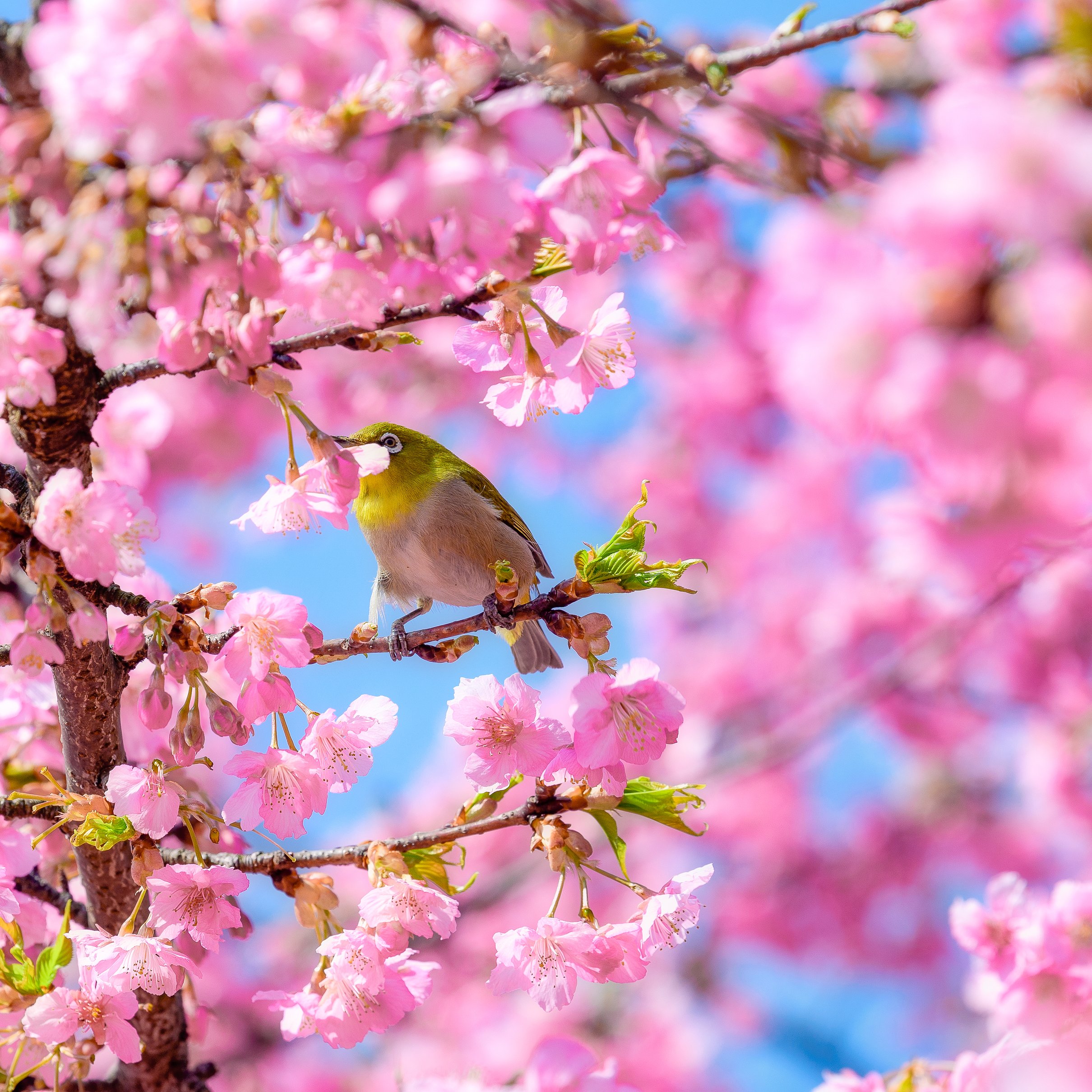 Canary on a branch of a pink cherry tree - Wallpapers for iPad Pro 11″ 2024 in 2420x2420 resolution