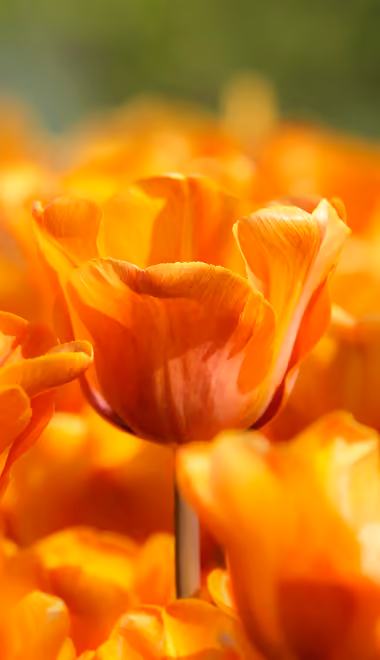 Nature wallpapers: tulip, spring, flowers, field