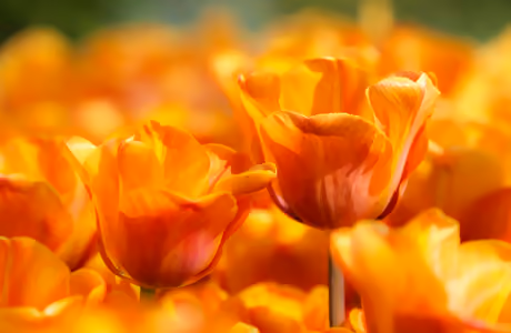 5K Tulips wallpapers (5120x2880): tulip, spring, flowers, field