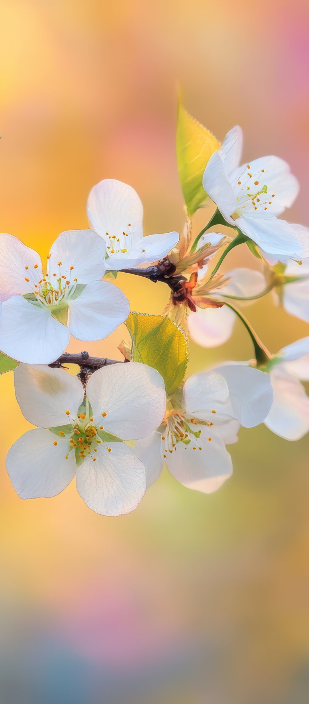 White Cherry Blossom Branch - Wallpapers for TECNO/Infinix in 1080x2460 resolution