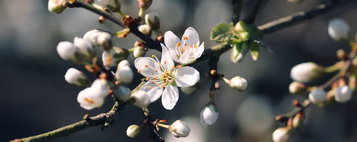 Nature wallpapers: cherry blossoms, branch, spring, macro