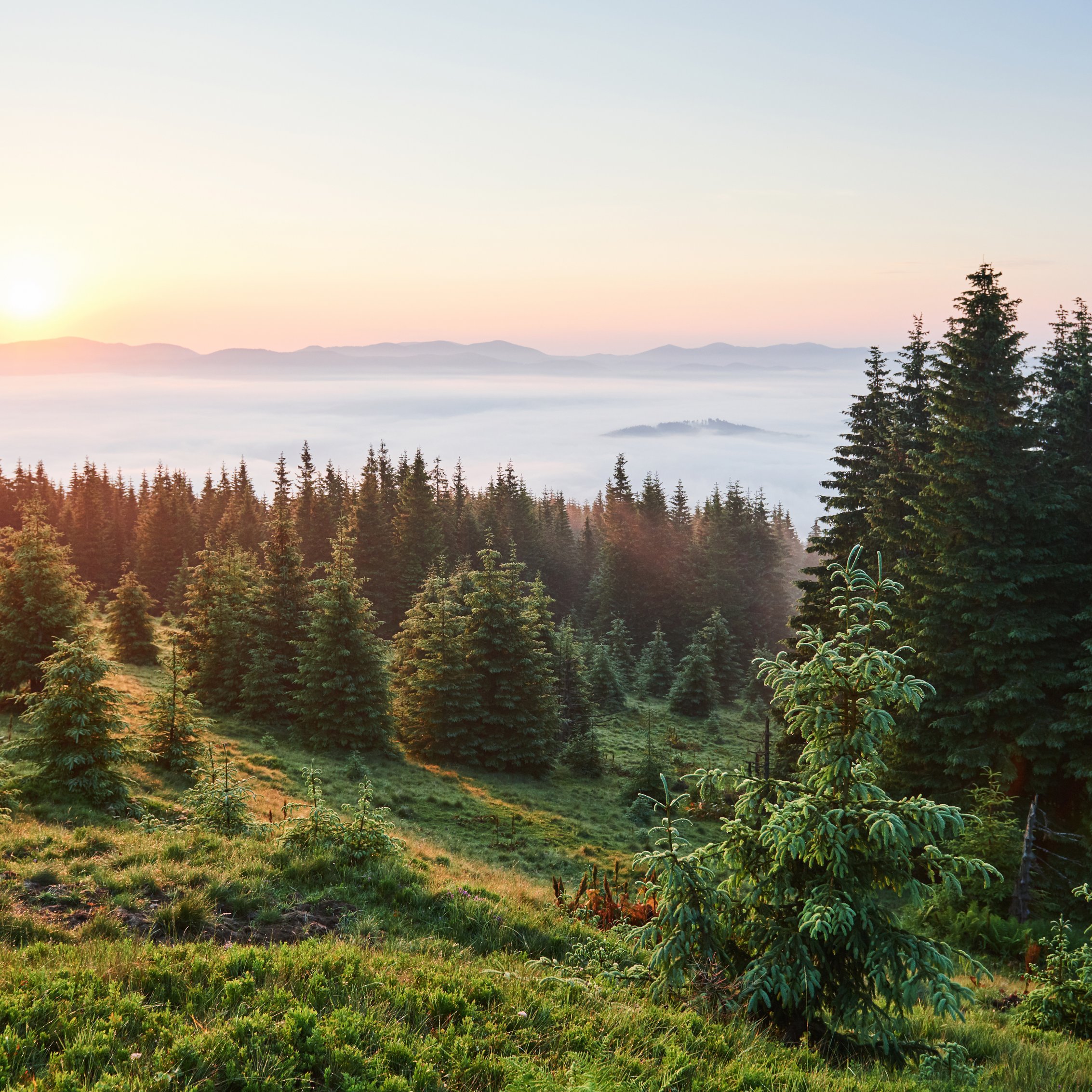 Sunset over the forest and misty mountains - Wallpapers for iPad mini 8.3″ in 2266x2266 resolution
