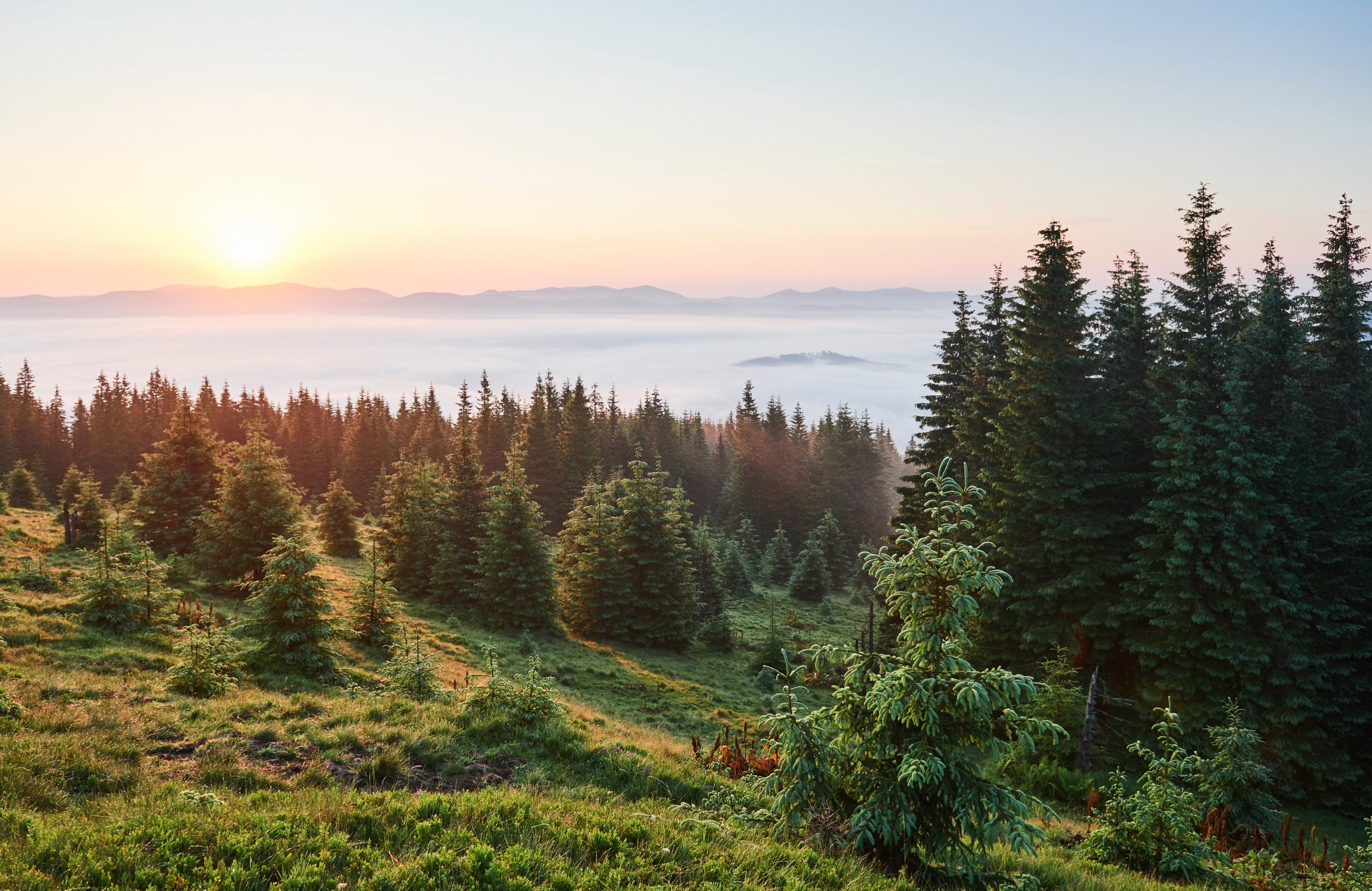 Sunset over the forest and misty mountains - Wallpapers for Apple MacBook 14.2″ in 3024x1964 resolution