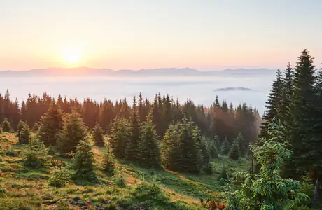 Nature wallpapers: evening, forest, grass, sunset