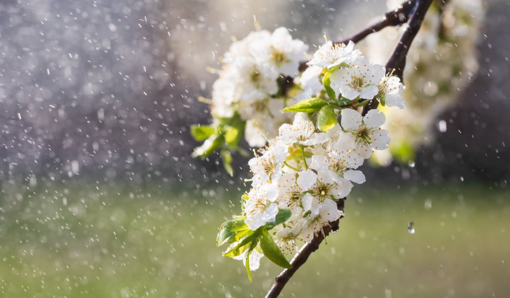 Branch of an apple tree in spring - WSVGA wallpapers in 1024x600 resolution