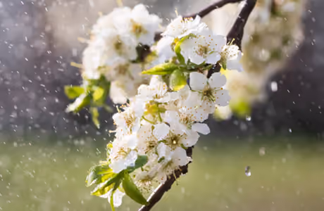 Nature wallpapers: apple tree, flowers, spring, branch