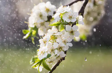 Nature wallpapers: apple tree, flowers, spring, branch