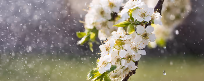 UltraWide 32:9 wallpapers (3840x1080): apple tree, flowers, spring, branch