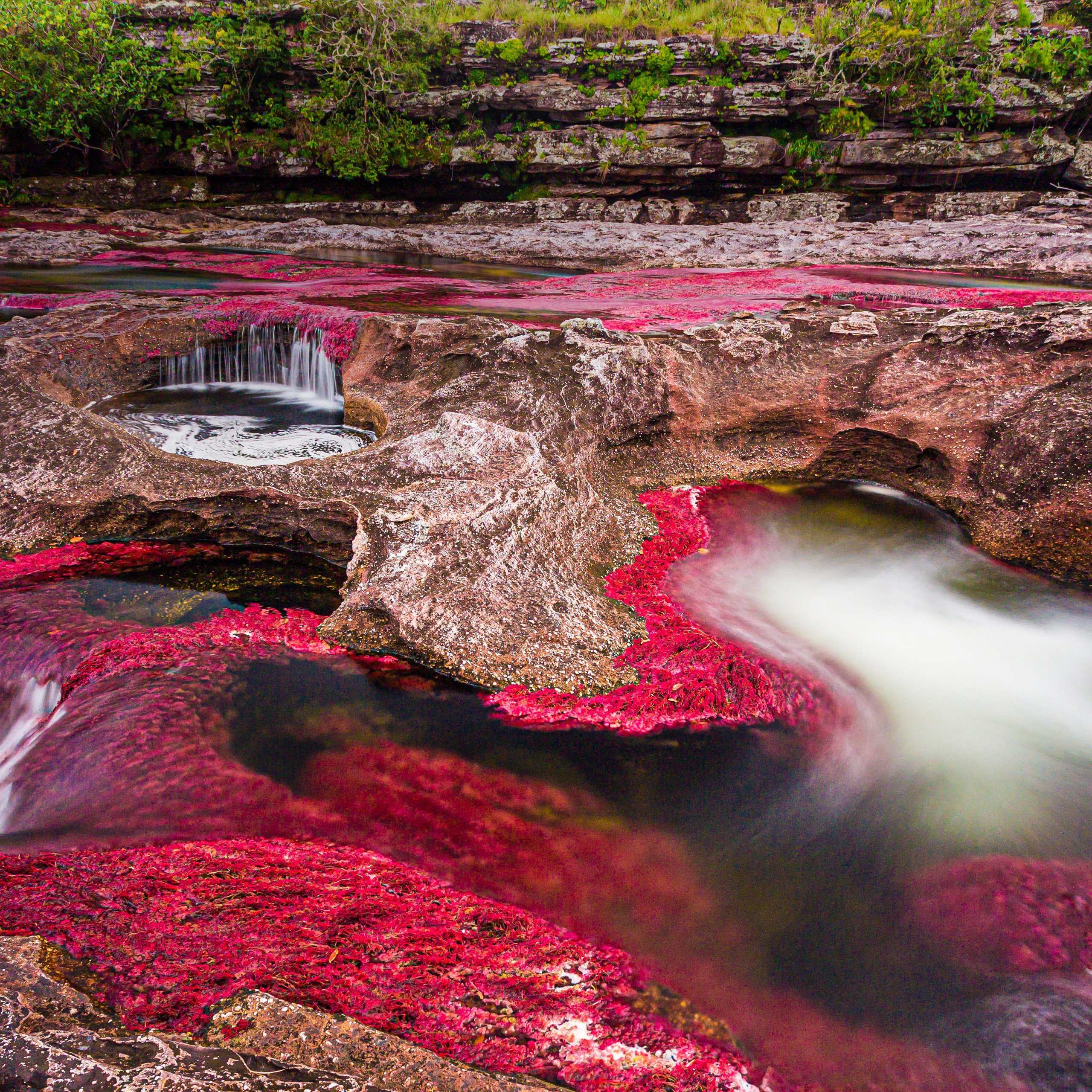 Cano Cristales River in Colombia - Wallpapers for Samsung Galaxy Tab S9 FE+/Tab S11, Xiaomi Pad 5, Redmi Pad 2 Pro, POCO Pad in 2560x2560 resolution