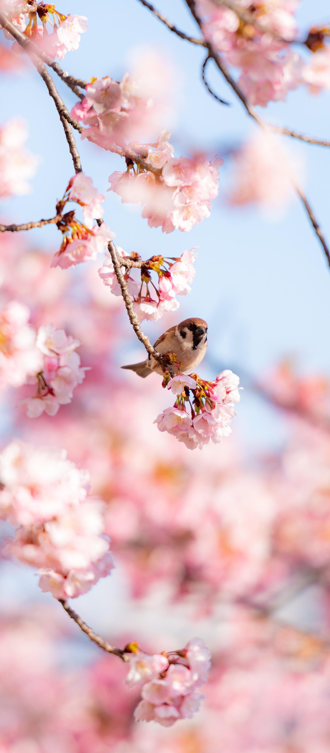 Sparrow on Sakura Branch - Wallpapers for TECNO/Infinix in 1080x2460 resolution