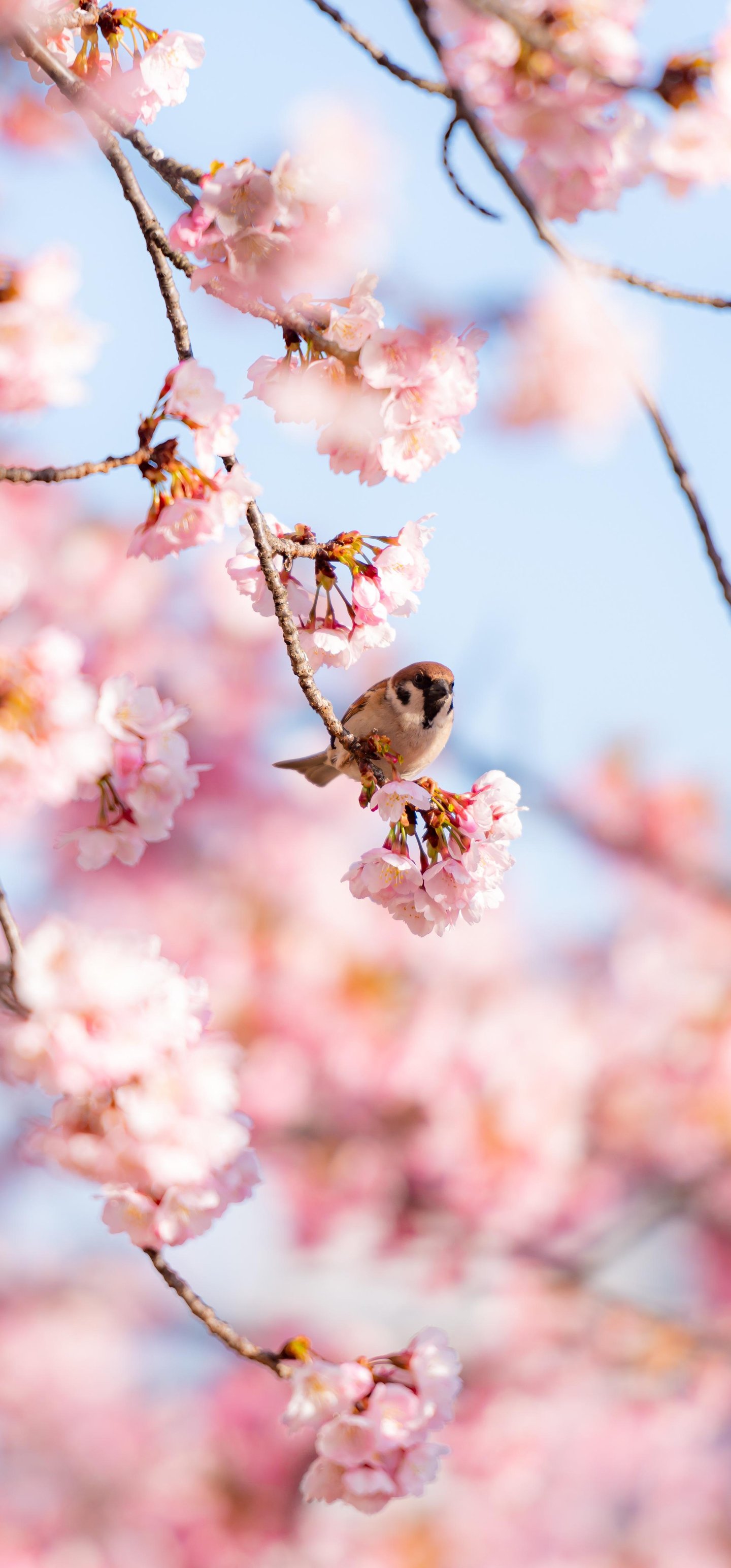 Sparrow on Sakura Branch - Wallpapers for Samsung Galaxy S22 Ultra/S23 Ultra in 1440x3088 resolution