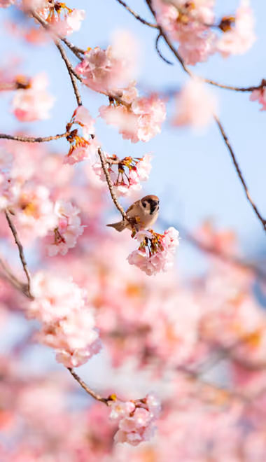 Nature wallpapers: sakura, sparrow, spring, branch