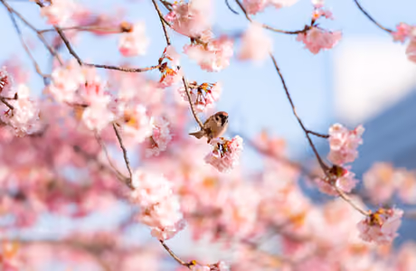 Nature wallpapers: sakura, sparrow, spring, branch