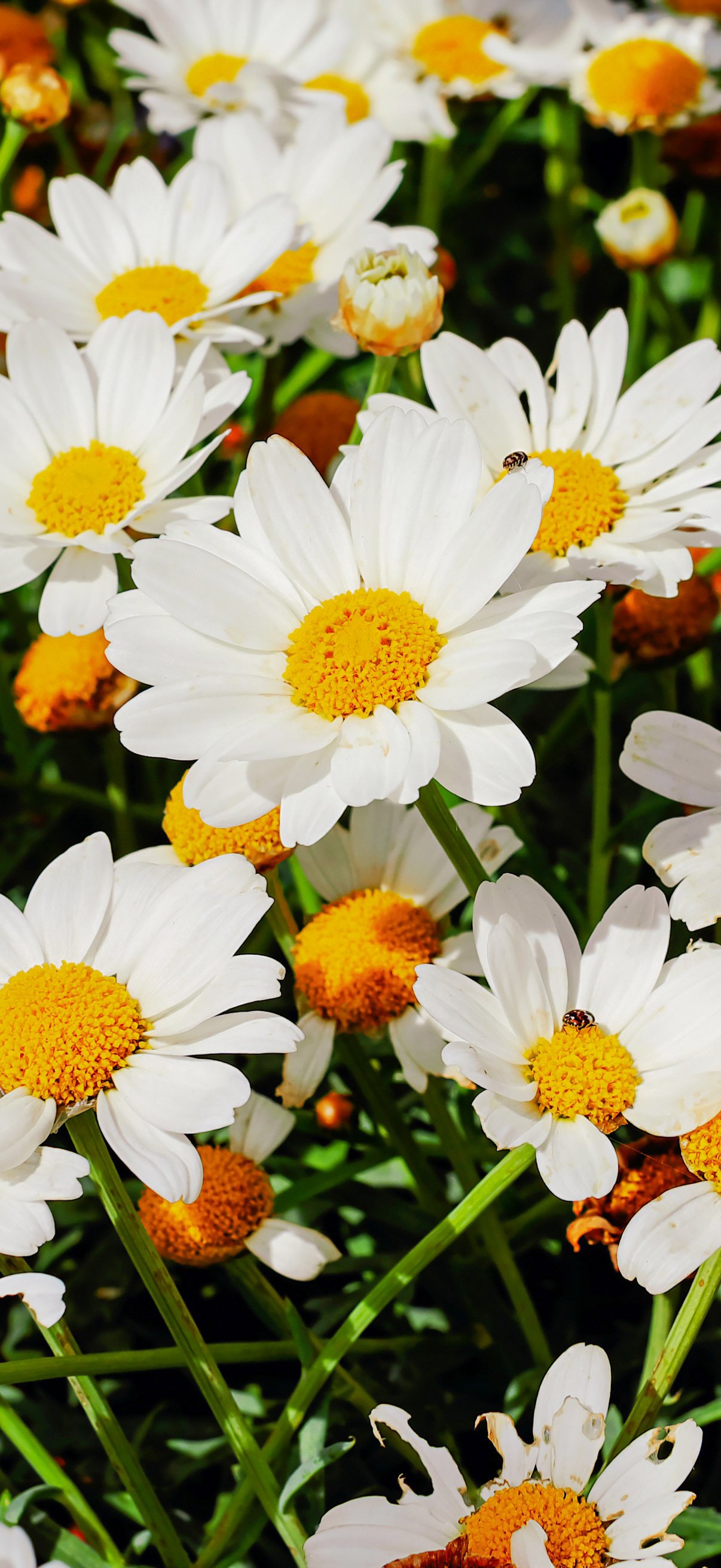 Daisies in a spring field - Wallpapers for iPhone 18 Pro/18/17 Pro/17/16 Pro in 1206x2622 resolution