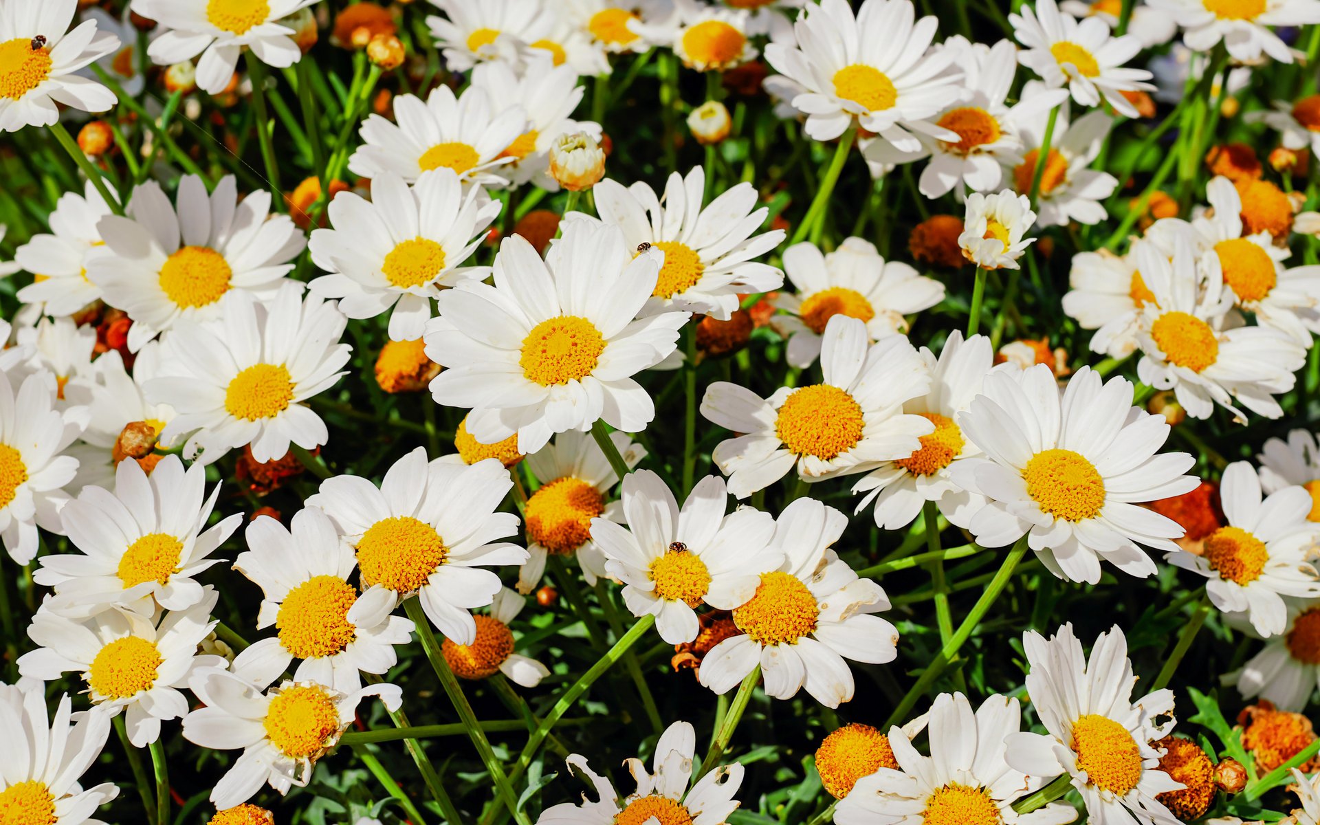 Daisies in a spring field - WUXGA wallpapers in 1920x1200 resolution