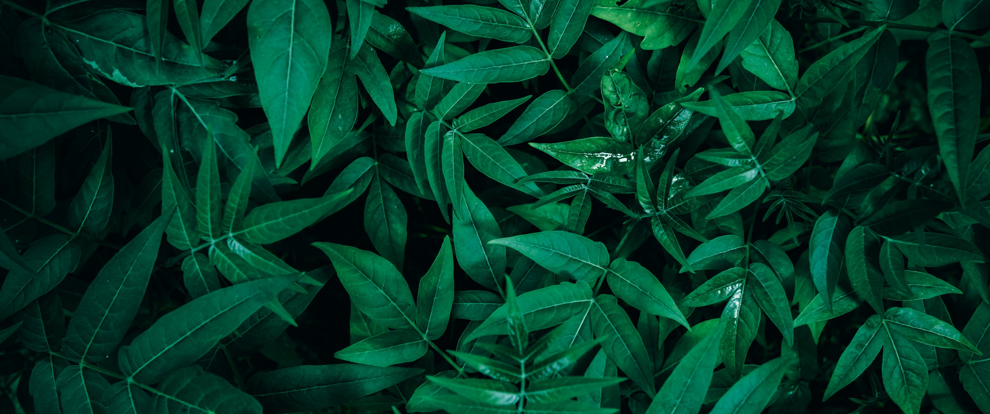 Green leaves in the forest - UltraWide 21:9 wallpapers in 3440x1440 resolution
